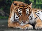 ﻿ Животное тигр описание, анатомия, образ жизни Размер лапы тигра