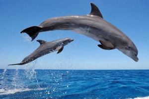 Интересные факты о дельфинах Детям о дельфинах доступным языком