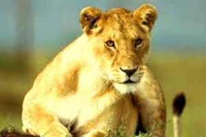 Сколько видов львов существует в мире