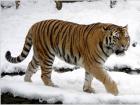 Амурский тигр: фото, описание, характеристика, среда обитания и образ жизни «Амба» под защитой