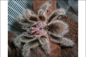 Popis a fotografie největších pavouků na světě