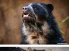 Nejkrásnější fotografie medvědů Kresba medvědice