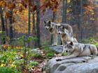 Dřevěný vlk: lokalita a barva predátora V jakém prostředí vlk žije?