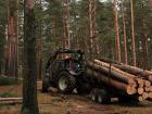 Вырубка леса - экологическая проблема