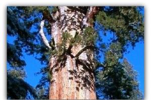 Sequoias бол Крымын дэлхийн хамгийн өндөр мод юм