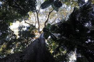 Dekorativní dendrologie jako věda Nejstarší strom