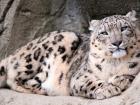 Popis sněžného leoparda a jeho způsobu života