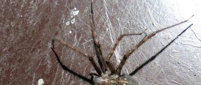 Самый гигантский паук в мире