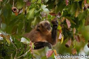 Hnědí kapucíni: životní styl ve volné přírodě, rozmnožování